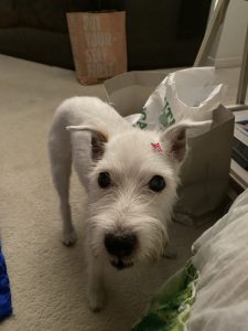 Perla brillantino rosa 